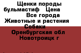 Щенки породы бульмастиф › Цена ­ 25 000 - Все города Животные и растения » Собаки   . Оренбургская обл.,Новотроицк г.